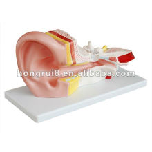 ISO Human Big Ear Anatomical Model, Ear Anatomy Model